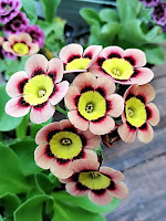 auricula 'Pink Floyd' аурикула ушковая примула альпийские аурикулы