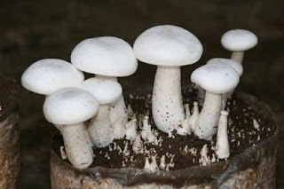Milky mushroom supplier in Raipur