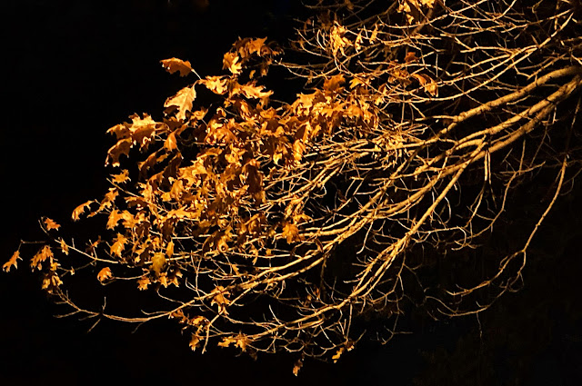 Against a pitch-black background, many parallel branches of a tree limb extend from the upper-right corner to the lower-left corner of the picture. Most of the branches (especially near the top of the tree limb) are covered in orange-brown leaves, and although it is dark, a streetlamp (not shown) casts an amber glow across the entire tree limb and its leaves.