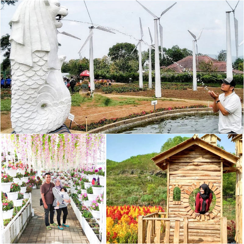 Taman Seribu Bunga Celosia Bandungan