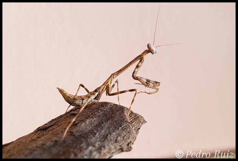 Macho subsubadulto de Stagmatoptera binotata