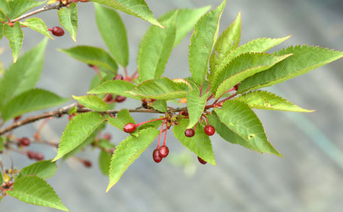 Prunus kurilensis 'Ruby'