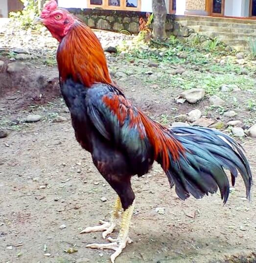 4 Cara Latih Ayam Bangkok Petarung Jadi Juara