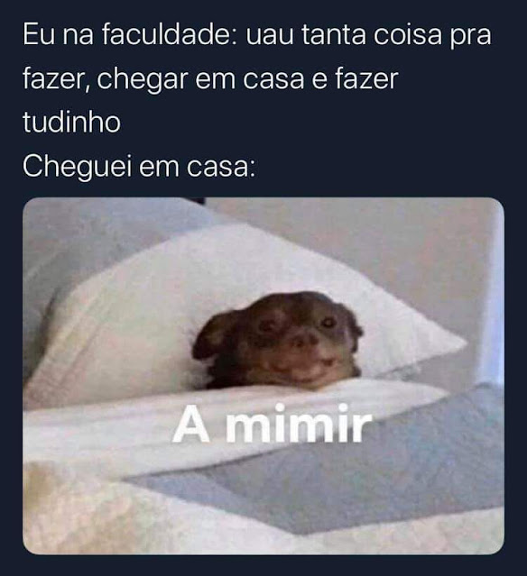 150 memes fofos de animais para você ter na manga