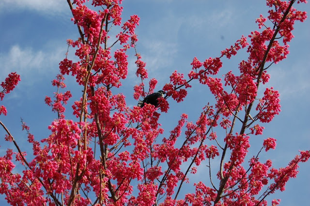 Prunus 'Superba'