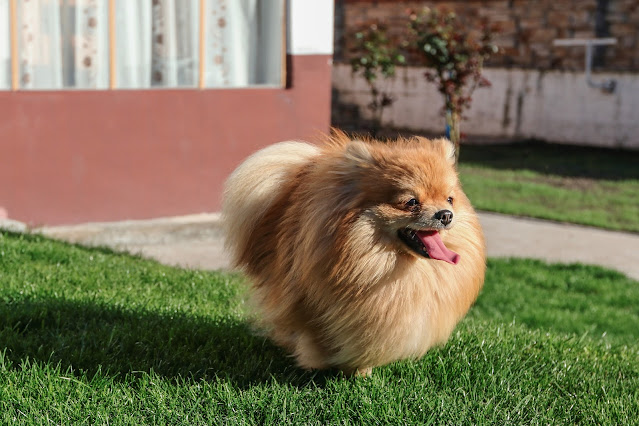 Pomeranian Dog Price Chennai