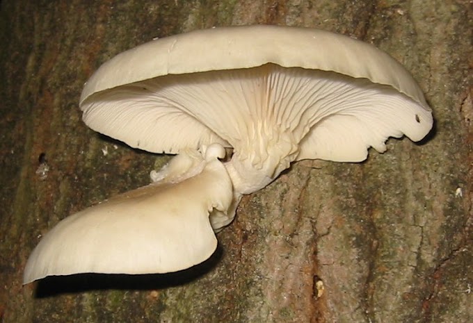 Oyster mushroom spawn suppliers near me | Mushroom seed supplier | Biobritte mushroom spawn center