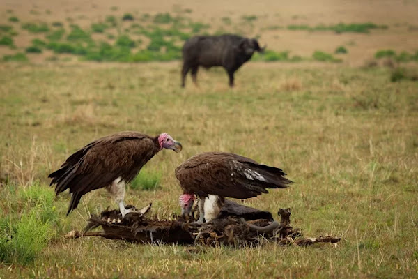 Os urubus, também chamados de abutres do Novo Mundo, não possuem siringe o órgão responsável pela produção e emissão de sons das aves