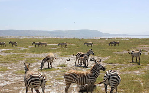 Nairobi excursions