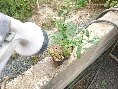 水遣り