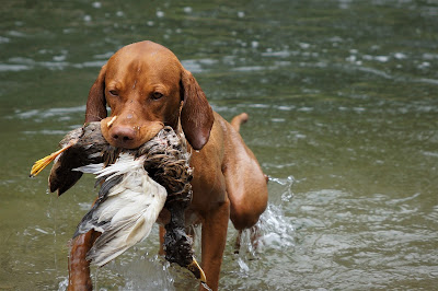 comment dresser son chien pour la chasse