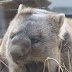 Wombat paling tua berusia 33 tahun