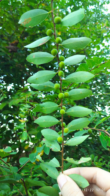 Bridelia tomentosa