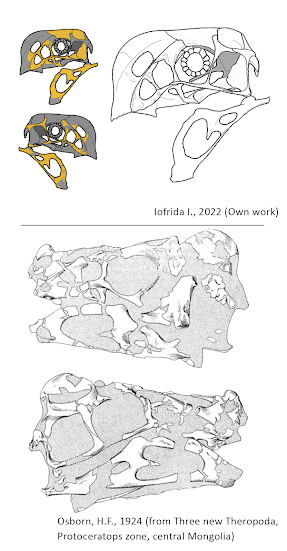 Ricostruzione del cranio (sopra) basata sul materiale del cranio descritto da Osborn (sotto)