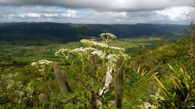 Achillea nobilis é uma das planta nativas da Europa que tem na serra Grande de Bom Conselho