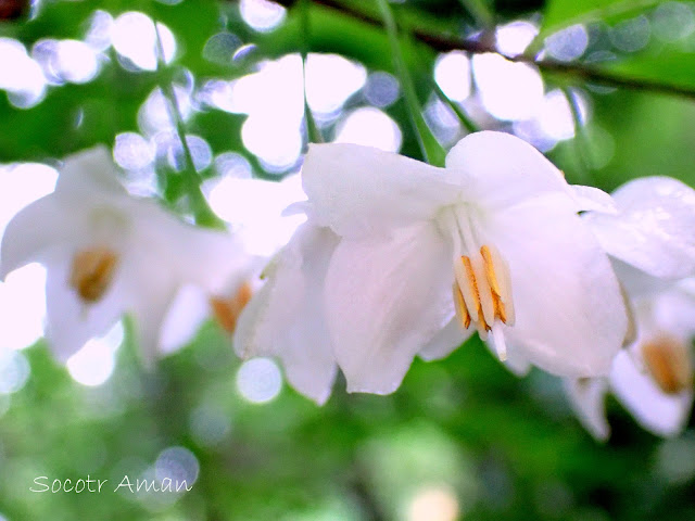 Styrax japonica