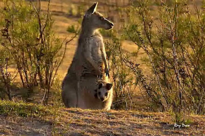 A kangaroo mother keeps her offspring from 10 to 12 months in her pouch before it becomes independent to stay outside (Pic. Courtesy Twitter/@GEdelDrake)