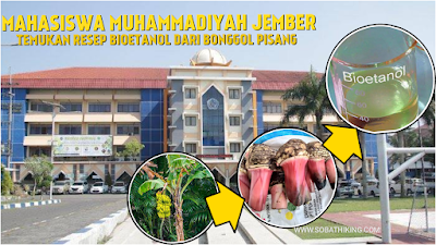 Mahasiswa Muhammadiyah Jember Temukan Resep Pemanfaatan Limbah Bonggol Pisang Sebagai Bioetanol