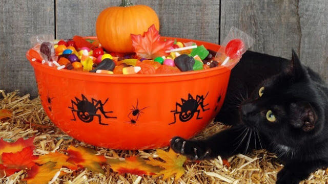 black cat with halloween candy