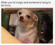 Funny Hungry Memes That Will Make You Feel Better, Funny Memes for When You're Hungry
