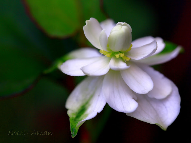 Houttuynia cordata