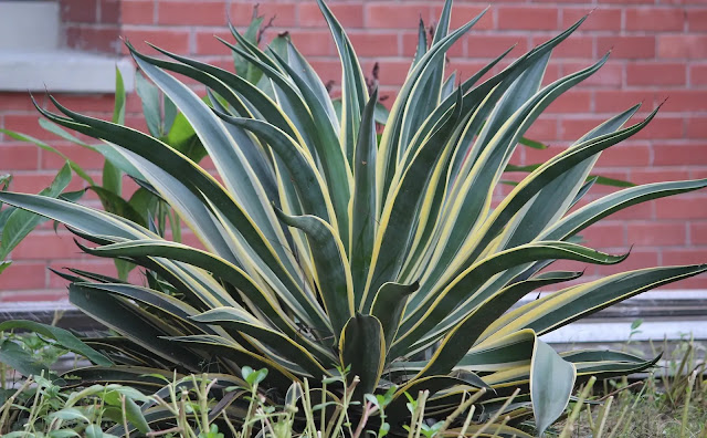 Snake Plant- Houseplants That Produce The Most Oxygen And Clean Air-Plantilia