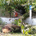 Pohon Sawit Keropos Timpa Pagar Dinas Lingkungan Hidup Kabupaten Deli Serdang