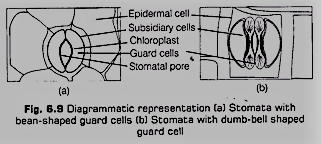 Based on their distribution, stomata are of following types