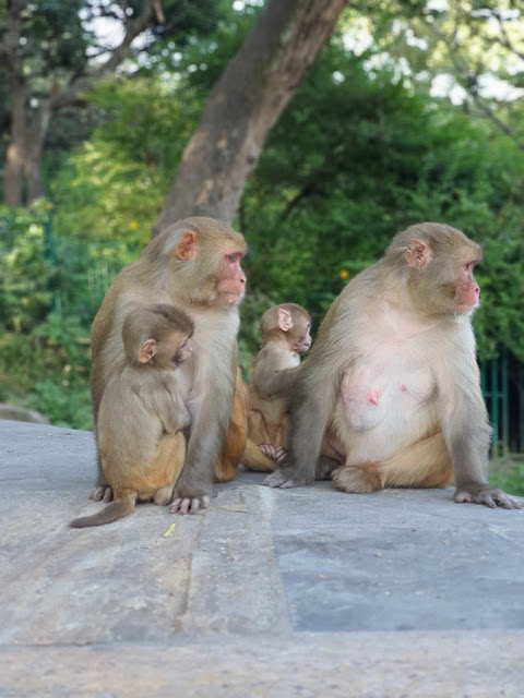 Templo dos Macacos de Swayambhunath em Kathmandu