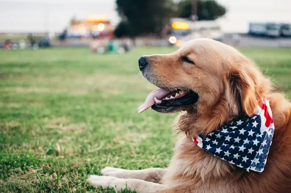 The White House during Lincoln's presidency was also home to another beloved dog, Jip