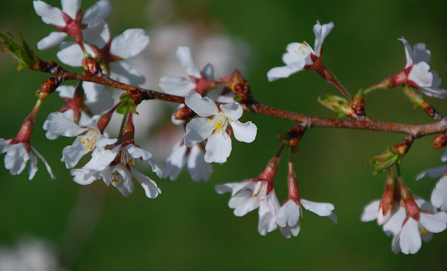 Вишня безлепестная (Cerasus apetala, =Prunus apetala, =Cerasus apetala var. tetsuyae)