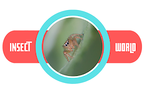 Insect World