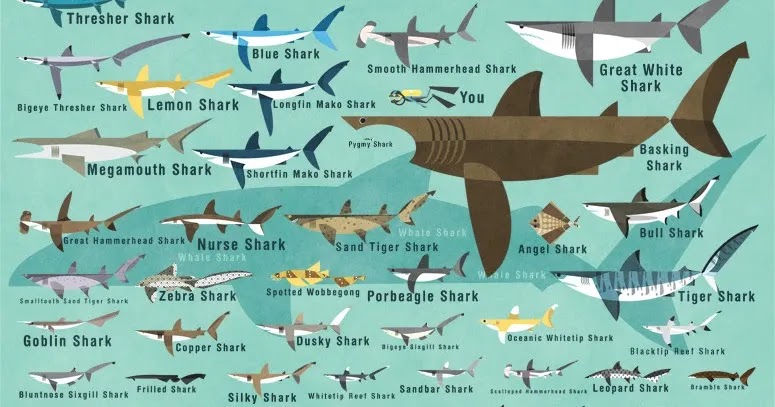 sharks-of-the-world