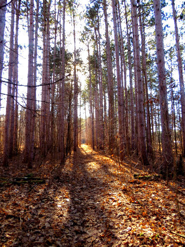 sun through pines