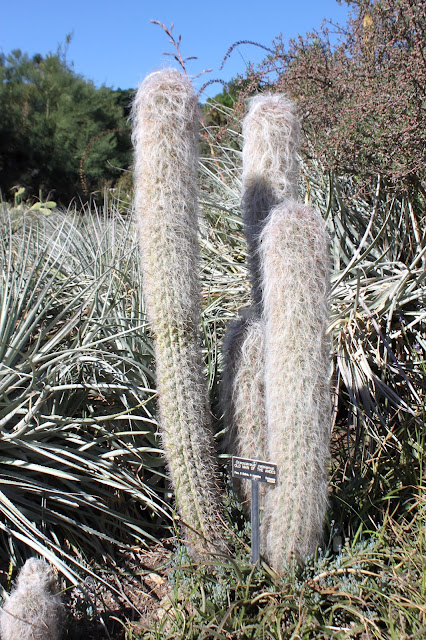 Oreocereus celsianus "Old man of the Andes"