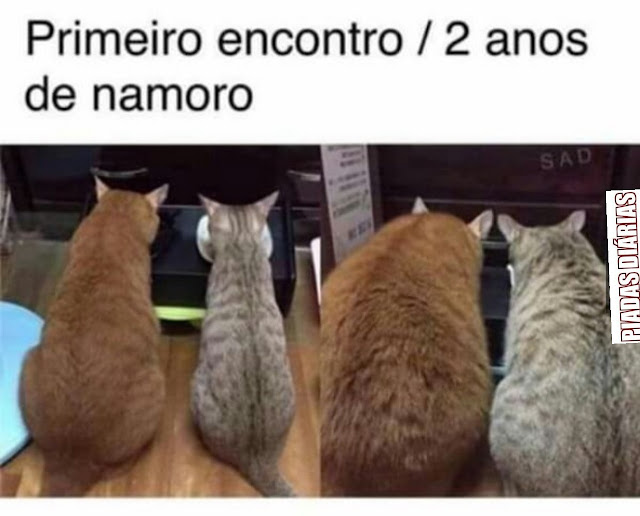 70 memes para quem ama gatos