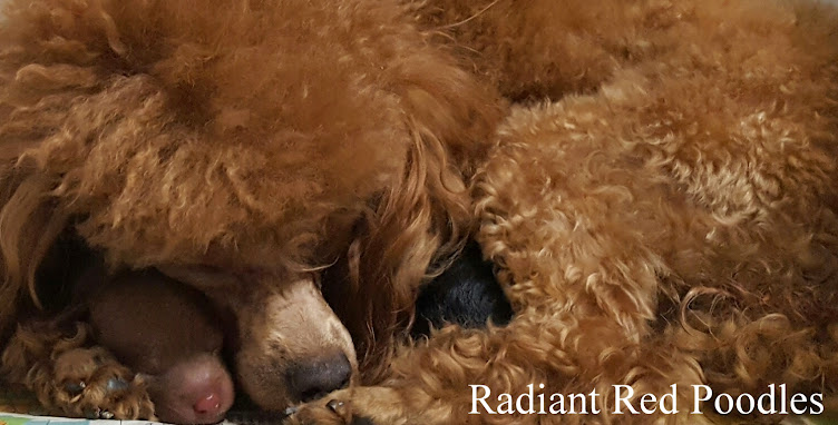 Radiant Red Poodles