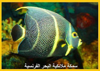 حيوانات بحرية غاية في الروعة والجمال سبحان الله، سمكة ملائكية