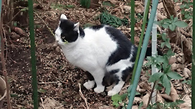黒白の野良猫