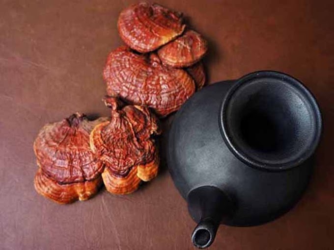Ganoderma Mushroom Products in Luxembourg | MycoNutra® Ganoderma | MycoNutra® Reishi mushroom products   