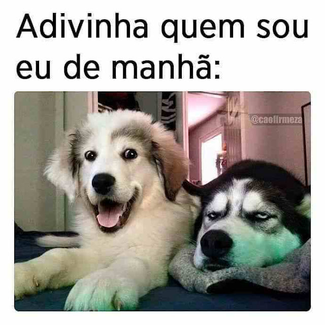 150 memes fofos de animais para você ter na manga