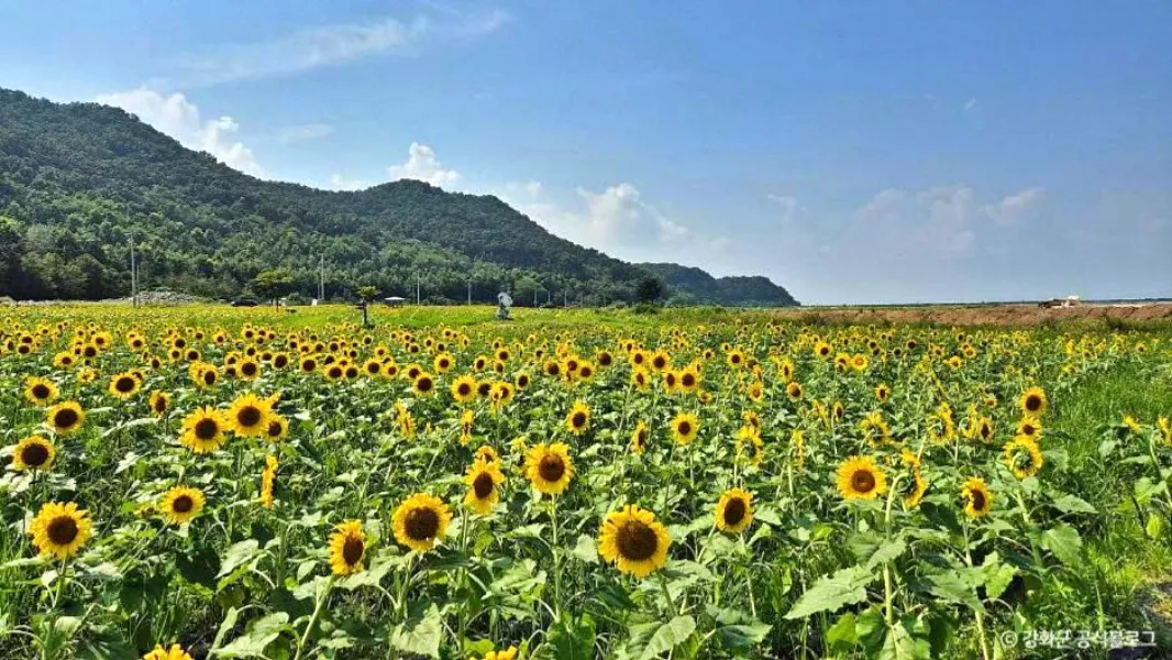 인천 난정리 해바라기마을