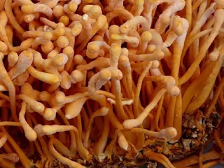 Cordyceps mushroom farming training in Hyderabad