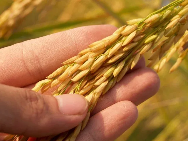 Rice grains