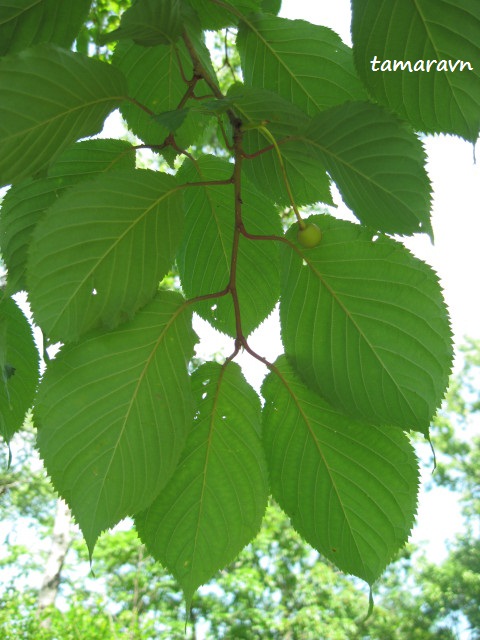 Вишня сахалинская / Вишня Саржента (Cerasus sachalinensis, =Cerasus sargentii)