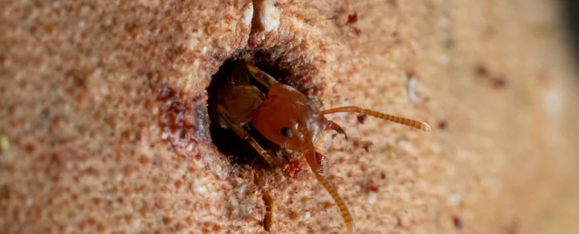 Alcune formiche hanno il potere di guarire le ferite degli alberi
