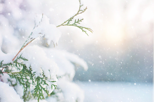 snow on a pine tree