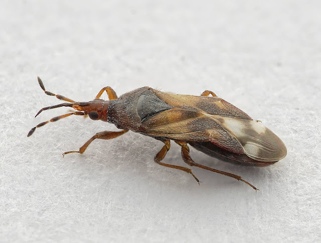 Anthocoris minki