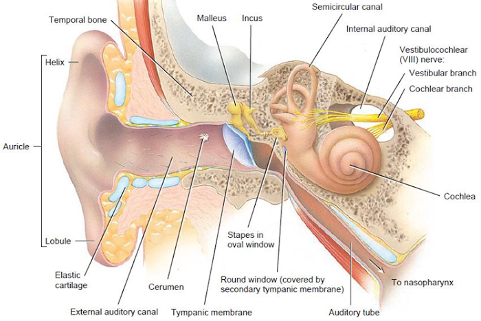 The Ear - 1st Semester B. Pharma Class Notes Human Anatomy and Physiology Pharmacy Wisdom