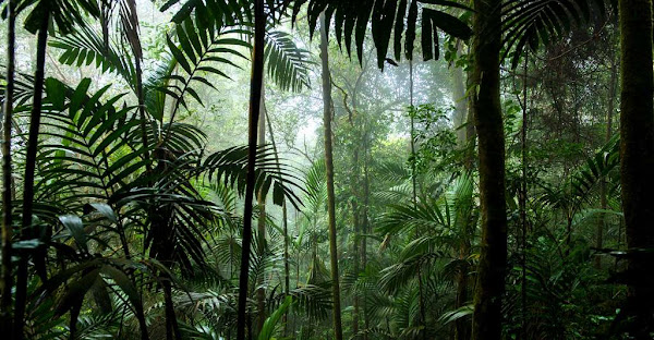 Plongez dans la forêt et découvrez les mystérieuses mains des grottes de Bornéo. © Tisha 85, Shutterstock 